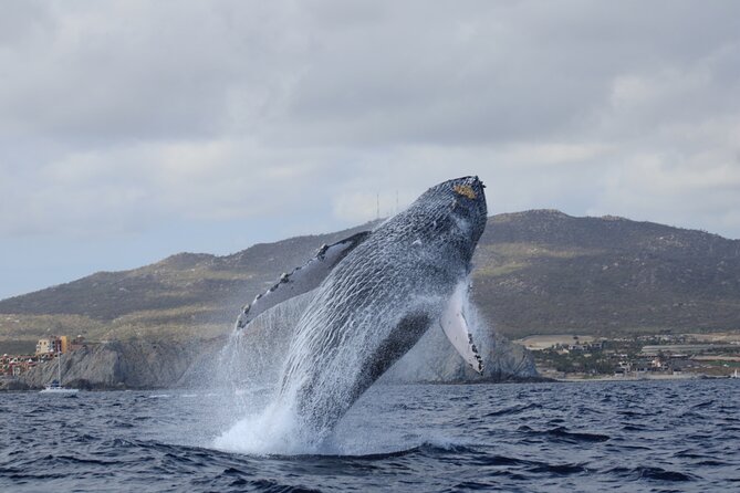 Whale Watching in Cabo San Lucas - Where You Meet and How the Marina Access Works