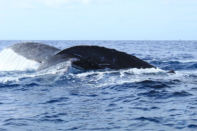 Whale Watching in Cabo San Lucas - Playa de los Amantes: The Cove Stop That Adds Variety