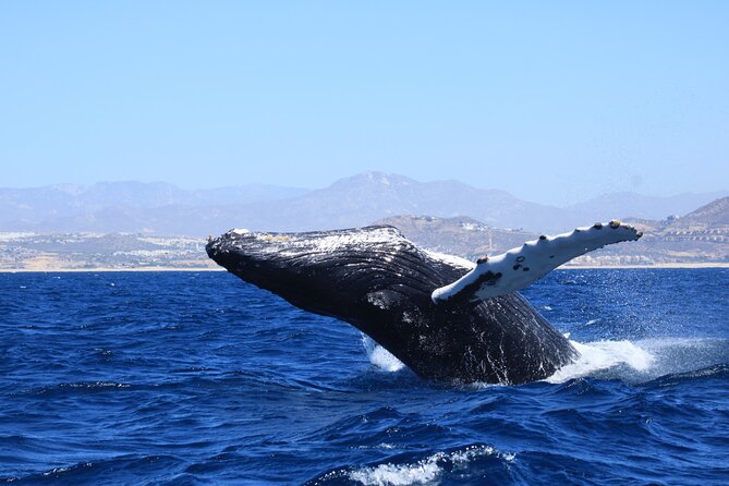 Whale Watching in Cabo San Lucas - The Whale Watching Part: How the Route Impacts Your Chances