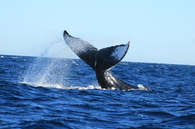Whale Watching in Cabo San Lucas - Dolphins, Turtles, and the Bonus Wildlife Factor