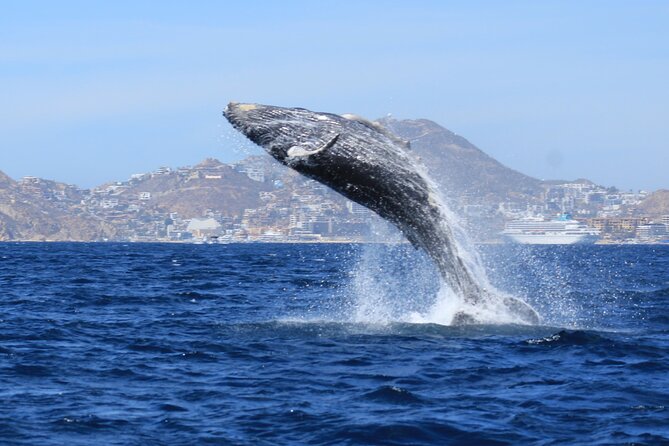 Whale Watching in Cabo San Lucas - Timing, Weather, and Comfort Tips for Cabo Mornings and Afternoons