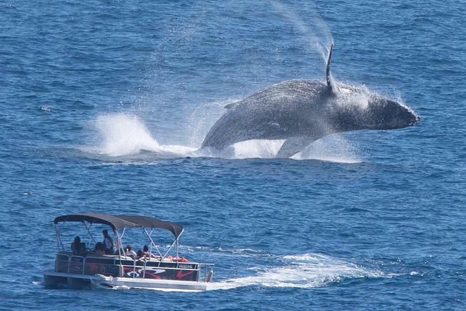 Whale Watching in Cabo San Lucas on board our Luxury Trimaran! - Key things I’d zero in on