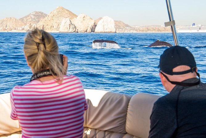Whale Watching in Cabo San Lucas on board our Luxury Trimaran! - When Cabo’s whales are actually in town (and why season matters)