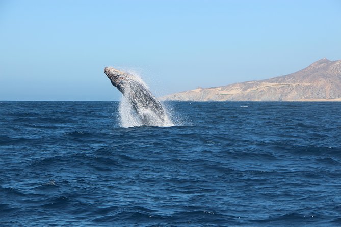 Whale Watching in Cabo San Lucas on board our Luxury Trimaran! - Comfort and safety, including what to do if the sea feels rough