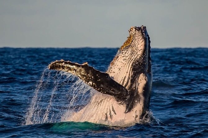 Whale Watching in Cabo San Lucas on board our Luxury Trimaran! - Guides and crew: why the captain’s skill changes everything