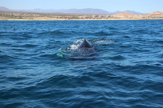 Whale Watching in Cabo San Lucas on board our Luxury Trimaran! - Who should book this whale watching cruise