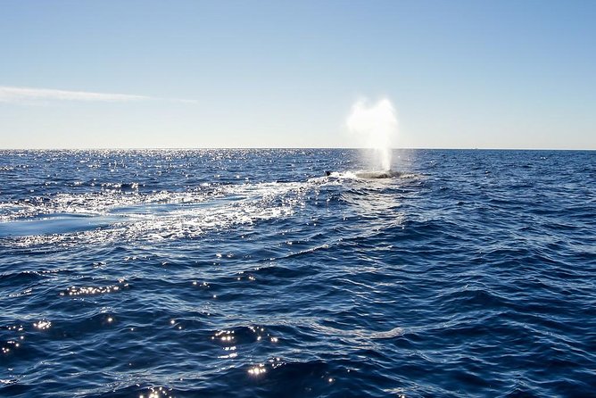 Whale Watching in Cabo San Lucas on board our Luxury Trimaran! - The 2-hour cruise plan: what you do on the water