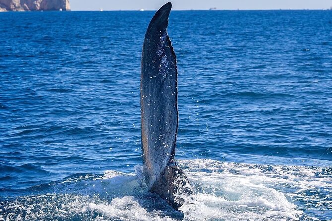Whale Watching on a Glass Bottom Boat - El Arco Stop: Sea Lions, The Arch, and What You’re Actually Seeing