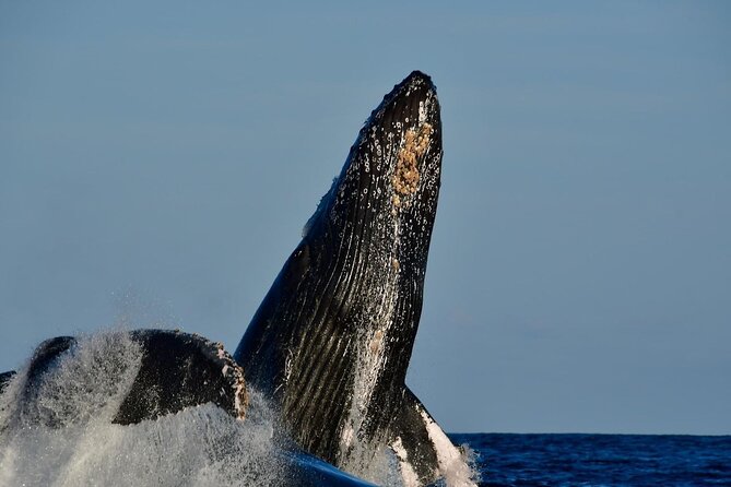 Whale Watching on a Glass Bottom Boat - Price and Value: Is It Worth $64.48?