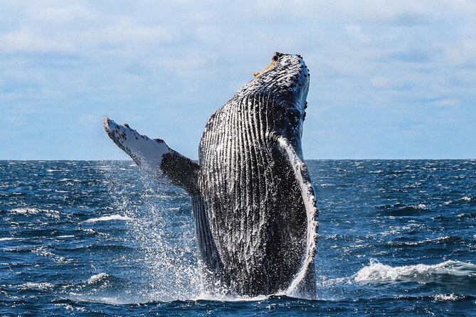 Whale Watching on a Glass Bottom Boat - Practical Planning: Timing, Comfort, and Weather Reality
