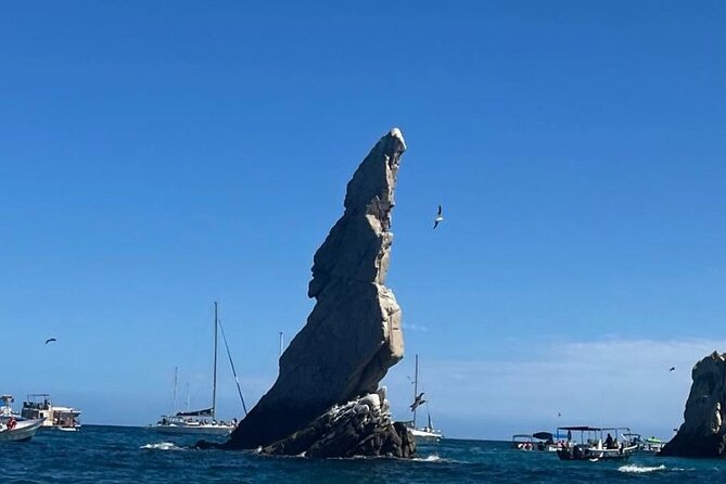 Whale Watching on a Glass Bottom Boat - Should You Book This Whale Watching on a Glass Bottom Boat in Cabo?