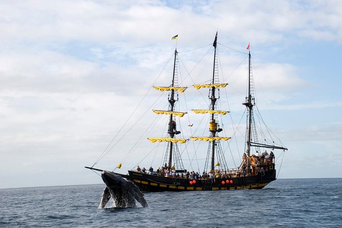 Whale-Watching Pirate Ship Cruise in Los Cabos - A pirate ship whale watch in Los Cabos: why it feels different