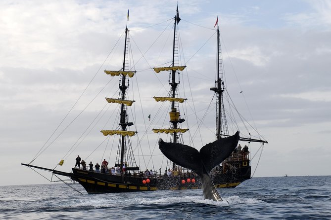 Whale-Watching Pirate Ship Cruise in Los Cabos - Whale-spotting strategy: how to maximize your sightings
