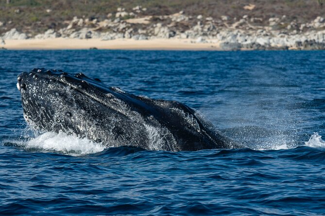 Whale Watching & Snorkeling Combo in Los Cabos with Photos Included - The Switch to Snorkeling: One Hour on the Sea of Cortez Reef