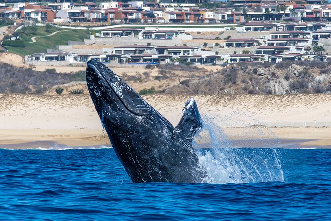 Whale Watching & Snorkeling Combo in Los Cabos with Photos Included - Price and Value: Does $125 Make Sense?