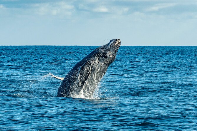 Whale Watching & Snorkeling Combo in Los Cabos with Photos Included - Who This Tour Suits Best (And Who Might Pass)