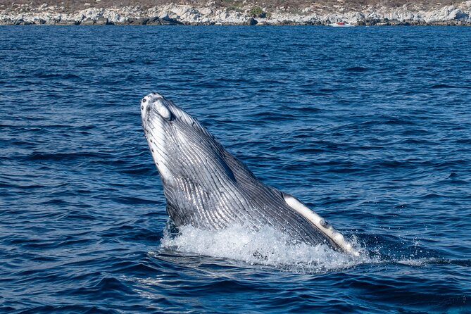 Whale Watching & Snorkeling Combo in Los Cabos with Photos Included - Where You Meet, What the Day Looks Like