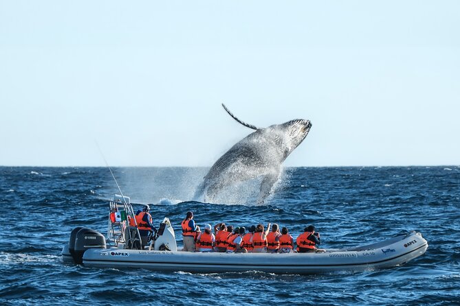 Whale Watching, The Famous Arch and Fast Boat Tour in Los Cabos - Key Things You’ll Notice On This Tour