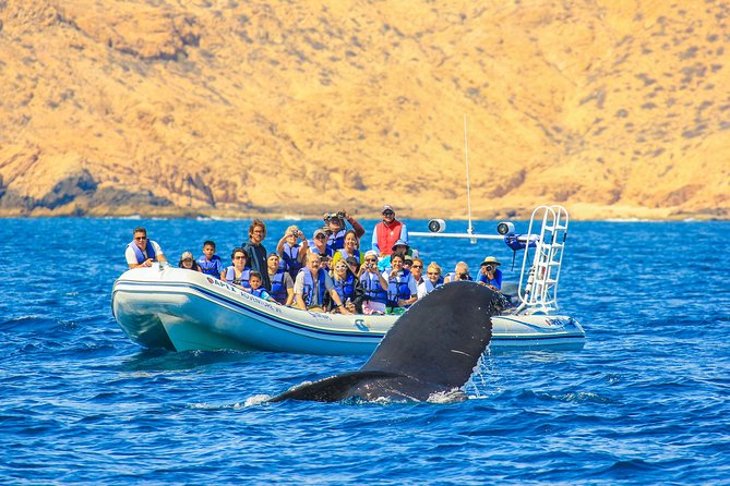 Whale Watching, The Famous Arch and Fast Boat Tour in Los Cabos - Superfast Zodiac Ride: Searching for Humpbacks in the Sea of Cortez
