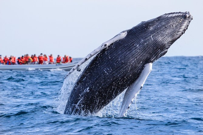 Whale Watching, The Famous Arch and Fast Boat Tour in Los Cabos - What You Might See: Breaches, Splashes, and Possible Dolphins