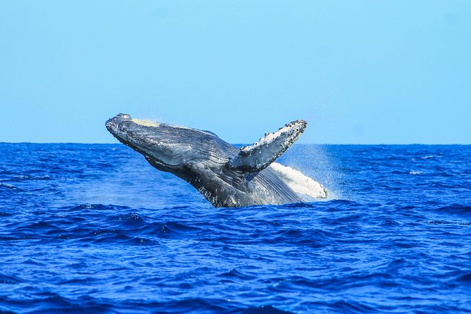 Whale Watching, The Famous Arch and Fast Boat Tour in Los Cabos - The Famous Arch and Cabo’s Shoreline Views on the Way Back