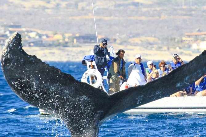 Whale Watching, The Famous Arch and Fast Boat Tour in Los Cabos - Duration, Pace, and Group Size: What the 2 Hours Really Feels Like