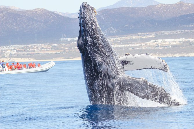 Whale Watching, The Famous Arch and Fast Boat Tour in Los Cabos - The Soundtrack of the Ocean: Hearing Whale Songs with Hydrophones