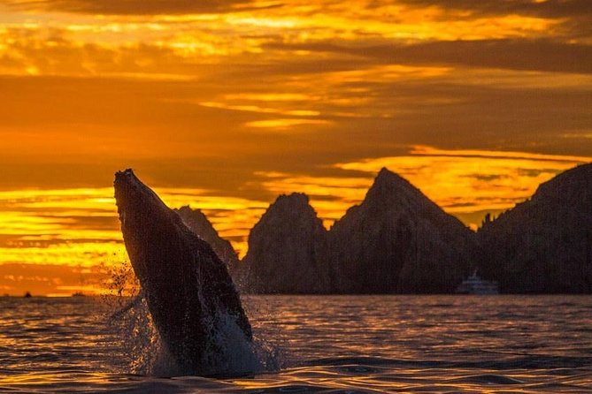 Whale Watching Tour in Los Cabos - Key things to know before you go