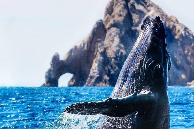 Whale Watching Tour in Los Cabos - Why This Los Cabos Whale Watch Feels Worth the Price
