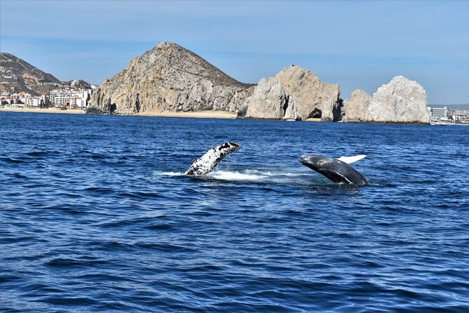 Whale Watching Tour in Los Cabos - Arch of Cabo Photo Stop: The Quick Why It Matters
