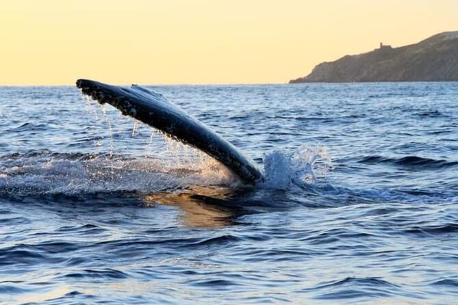 Whale Watching Tour in Los Cabos - Cruising the Bay: Catamaran Comfort, Snacks, and Staying Dry