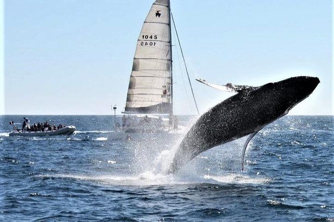 Whale Watching Tour in Los Cabos - Whales on the Move: Gray Whales and Humpbacks During Migration