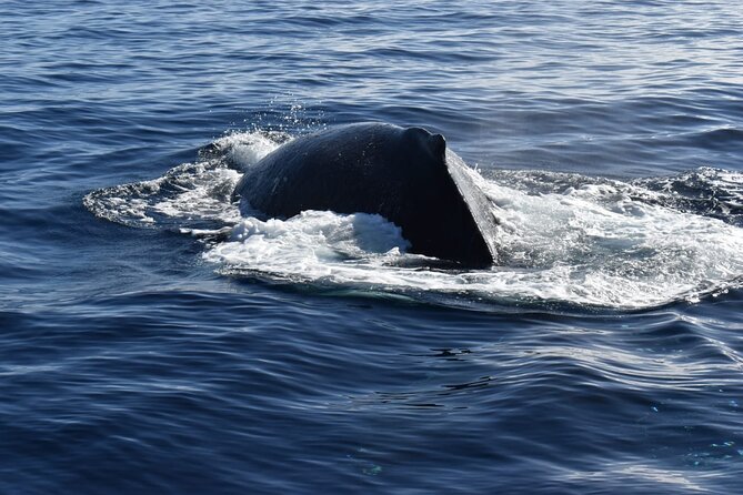 Whale Watching Tour in Los Cabos - Price and Value for a 2 Hour Catamaran in Cabo