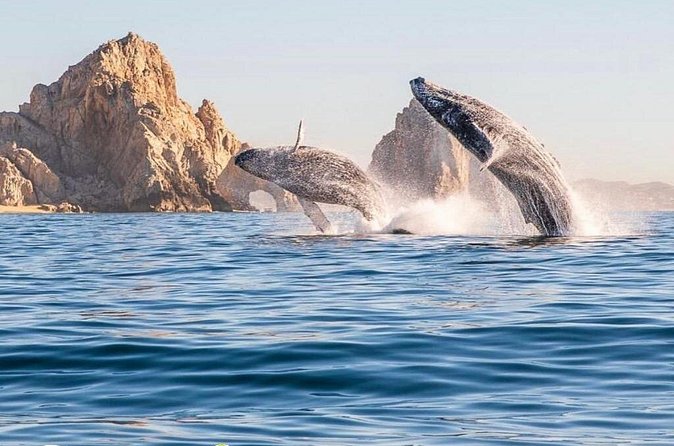 Whale Watching Tour with Arch and Beach in Cabo San Lucas - The Beach Break and Lovers Beach Timing Reality