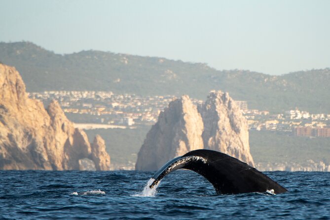 Whale Watching Tour with Arch and Beach in Cabo San Lucas - Practical Tips So You Get the Best Out of Your Day