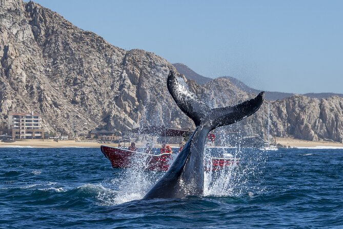 Whale Watching Tour with Arch and Beach in Cabo San Lucas - Should You Book This Cabo Arch and Whale Tour?