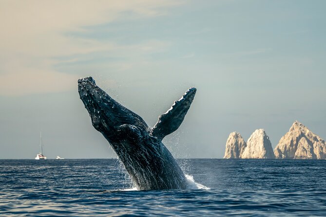 Whale Watching Tour with Arch and Beach in Cabo San Lucas - The 2-Hour Flow You Should Expect