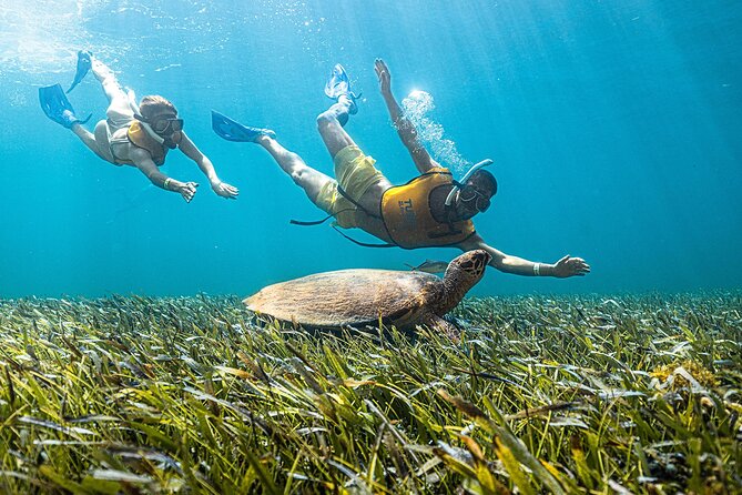 With Turtles, Shipwreck, Cenote, and Reef and Transport Included - Shipwreck and Underwater Museum-Style Sights: More Than One Pretty Reef