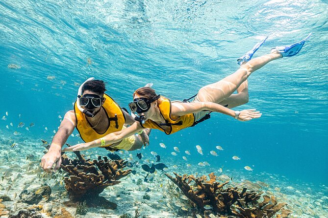 With Turtles, Shipwreck, Cenote, and Reef and Transport Included - Cenote Stop and Sea Turtle Chances, With Real-World Current Considerations