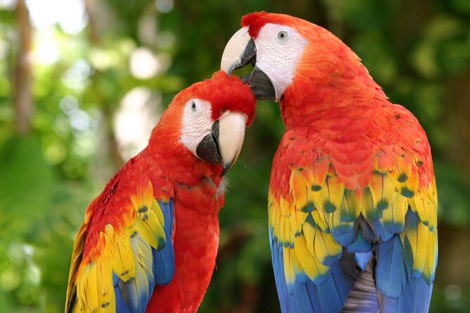 Xcaret Park Entry Tickets with Cultural Night Show Included - Key highlights to plan your day around