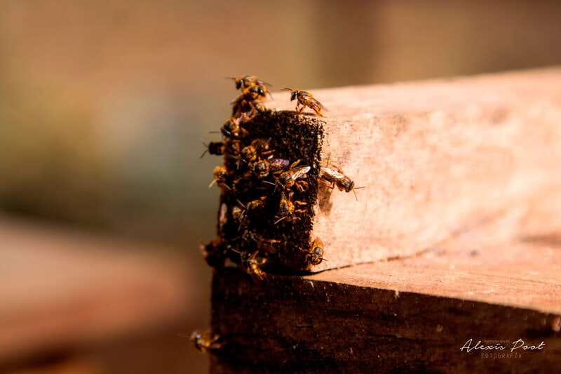Xkopek, Mayan Bees Tour and Honey Tasting in Valladolid - Key things to look forward to