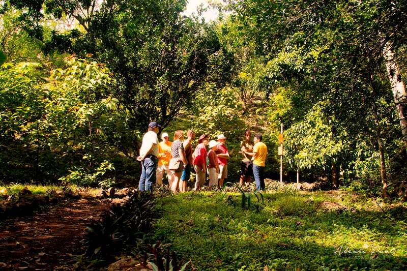 Xkopek, Mayan Bees Tour and Honey Tasting in Valladolid - Meliponario time: honey process, hive products, and an up-close look
