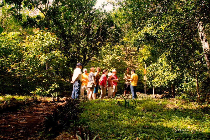 Xkopek, Mayan Bees Tour and Honey Tasting in Valladolid - Practical tips to make your cenote and tasting smoother