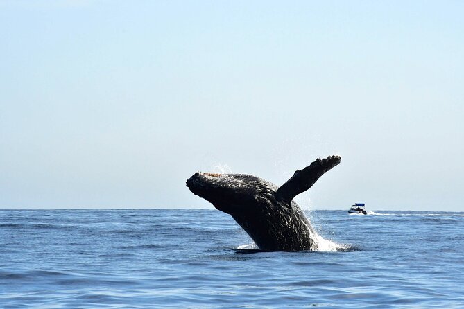 ZODIAC Whale Watch Tour | Cabo San Lucas | Biologist | FREE Pics - Zodiac whale watching in Cabo: why “max 10” matters