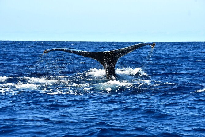 ZODIAC Whale Watch Tour | Cabo San Lucas | Biologist | FREE Pics - The whale sighting guarantee, and how to use it to decide