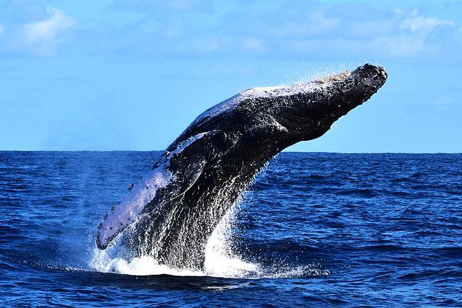 ZODIAC Whale Watch Tour | Cabo San Lucas | Biologist | FREE Pics - Free photos: the real value you don’t have to think about