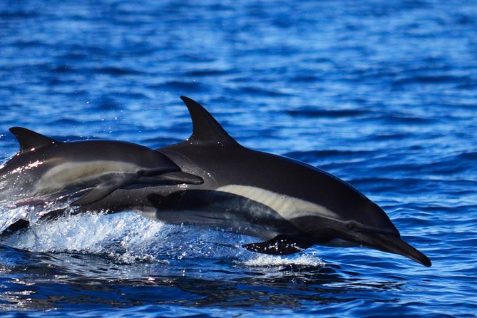 ZODIAC Whale Watch Tour | Cabo San Lucas | Biologist | FREE Pics - Logistics in Cabo: meeting point, timing, and what to expect on arrival