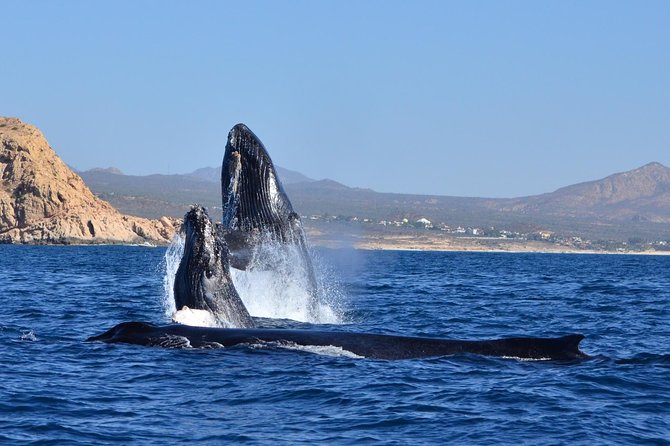 ZODIAC Whale Watch Tour | Cabo San Lucas | Biologist | FREE Pics - Price and value: why $109 can feel fair