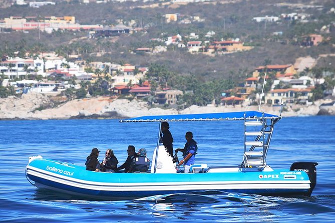 ZODIAC Whale Watch Tour | Cabo San Lucas | Biologist | FREE Pics - The biologist factor: turning humpbacks into a real story