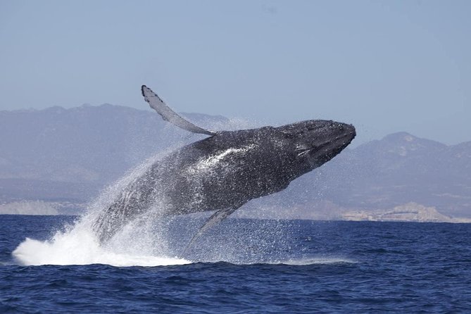 Zodiac Whale-Watching Adventure in Los Cabos - Zodiac setup in Los Cabos, and why small matters